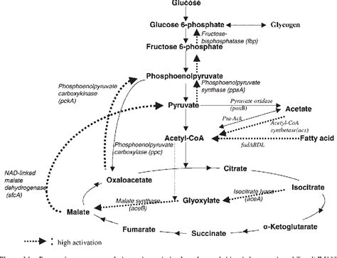 Figure 14 From Glucose Metabolism At High Density Growth Of E Coli B And E Coli K Differences