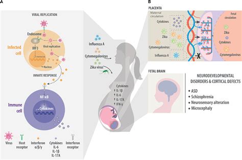 Frontiers Consequences Of Viral Infection And Cytokine Production