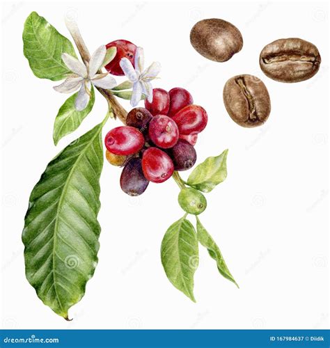 Coffee Branch Coffee Beens Watercolor Isolated On White Background