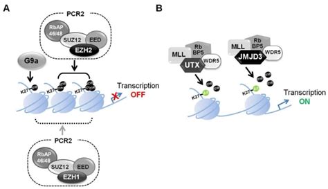 Transcriptional Regulation Through H3k27 Methylation A Download