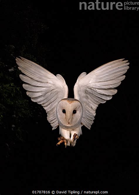 Barn Owls In Flight At Night