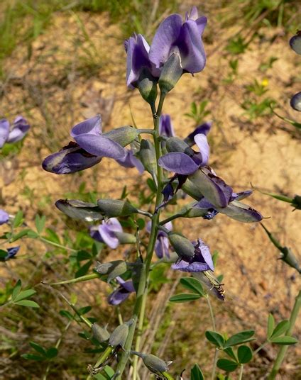 Baptisia Australis Var Aberrans