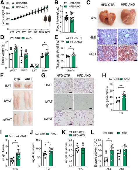 Hepatic Alkbh1 Deficiency Promotes Hfd Induced Hepatic Steatosis For