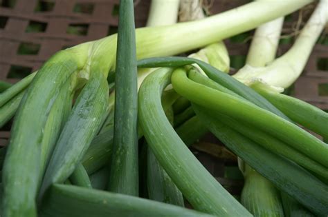 Saturday Spotlight Spring Onions Straightleaf Suburban Tomato