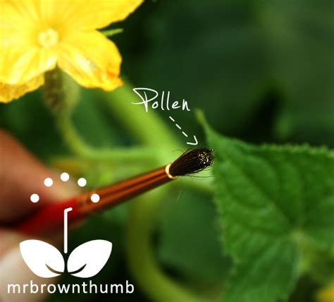 MrBrownThumb: Pollinating Cucumber Flowers