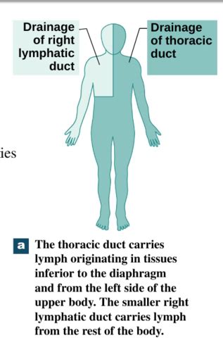 Ch The Lymphatic System And Immunity Flashcards Quizlet