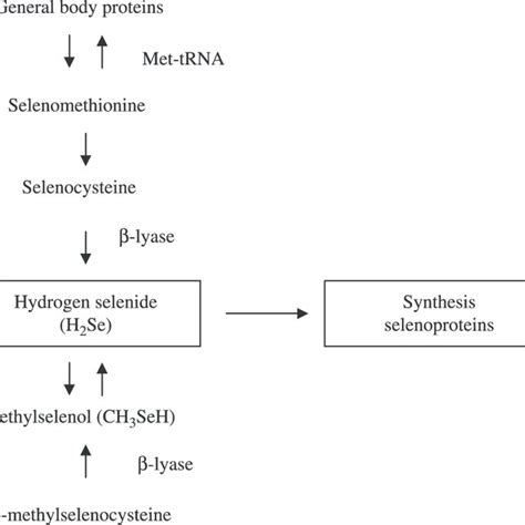 Flow Of Selenomethionine And Other Se Containing Compounds In The