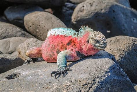 Iguana Marina De Gal Pagos Amblyrhynchus Cristatus Durante La Temporada