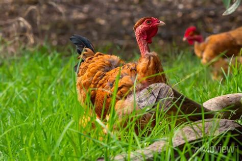 A Weird Looking But Beautiful Golden Laced Wyandotte Naked Neck Wall