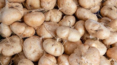 What Is Jicama And How Do You Eat It