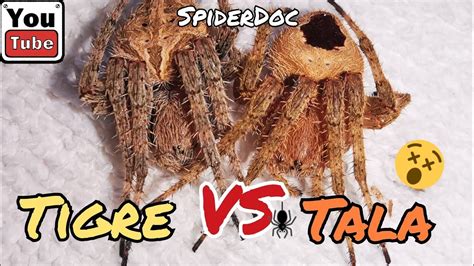 VALENTINES Spider Fight GENSAN Tigre Vs Talaan Kakainin Kita Fast