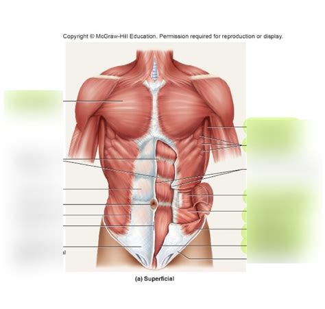 A P Lab Quiz Pt Diagram Quizlet