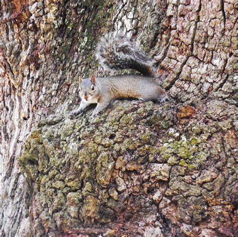 Squirrel Camouflage Photograph by Vicky Sweeney - Fine Art America