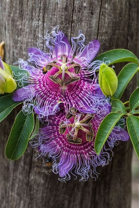 26 Types Of Passion Flowers To Grow In Pots Garden Artofit