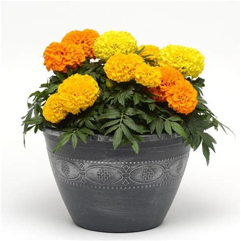 Taishan® Mixture African Marigold