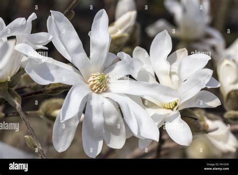 magnolia stellata royal star star magnolia stock photo alamy