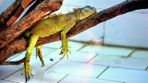 Baby Green Iguana