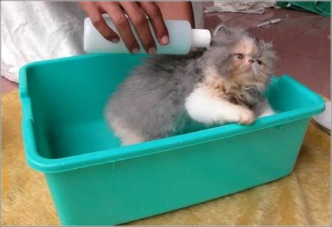 Cara Merawat Kucing Persia Himalaya Agar Tetap Terlihat Cantik