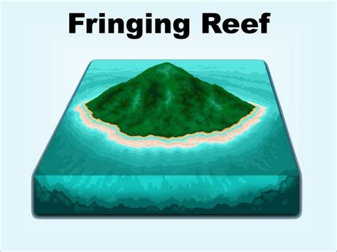 PPT - Reef Types PowerPoint Presentation - ID:3276328