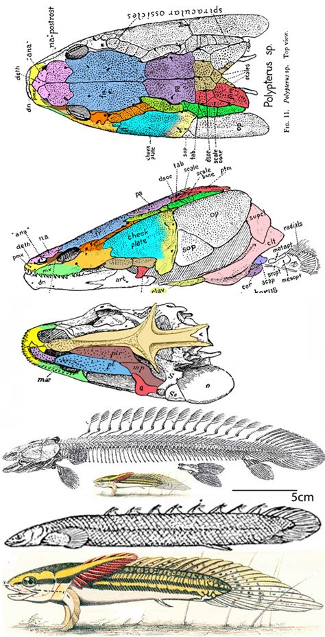 Beishanichthys Updated The Pterosaur Heresies