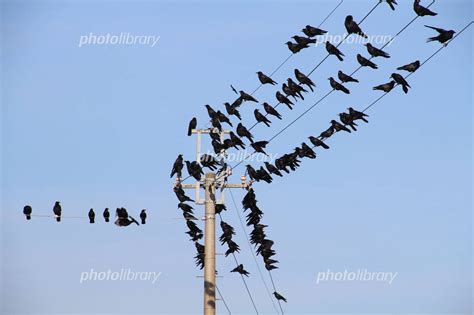 電線に止まるカラスの群れ 写真素材 4187448 フォトライブラリー Photolibrary