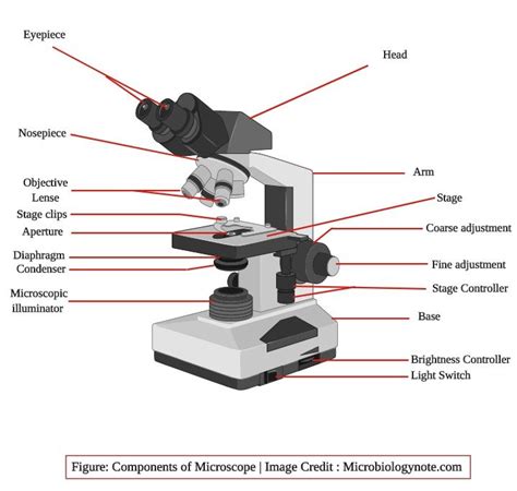 Basic Parts Of A Microscope