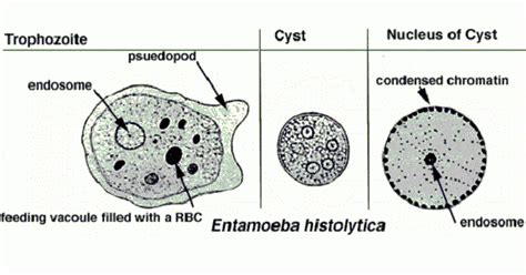 Entamoeba Histolytica Diagnosis And Treatment