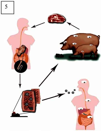 Cycle Of Taeniasis Cysticercosis Download Scientific Diagram