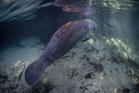 West Indian Manatee: Animals of North America - WorldAtlas