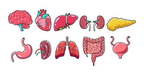 Premium Vector Human Organ Element Vector Illustration Set