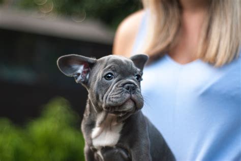 tips on house training a puppy