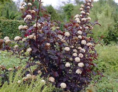 P Cherznica Kalinolistna Diabolo Physocarpus Opulifolius