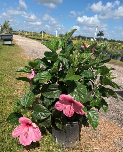 Tropical Hibiscus Hibiscus Rosa Sinensis ‘seminole Pink Smarty Plants Nursery