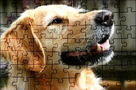 Golden Retriever Jigsaw Puzzles Online JSPuzzles