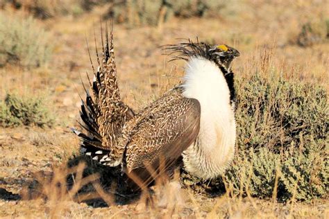 30 Top Oregon Birds