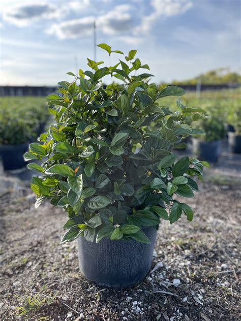 Viburnum Suspensum Aol Foliage