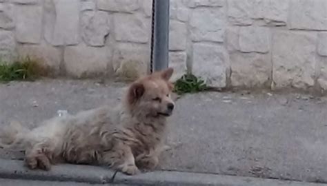 Agro aversano cane legato ad un palo senza cibo nè acqua morto di