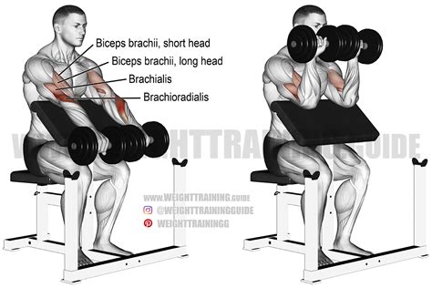 Dumbbell Reverse Preacher Curl Instructions And Video Weight Training