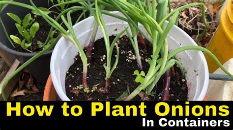 How To Plant Onions In Containers Youtube