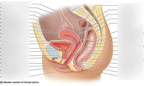 Female Reproductive Tract Diagram Quizlet