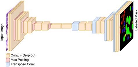 Frontiers A Dual Decoder U Net Based Model For Nuclei Instance