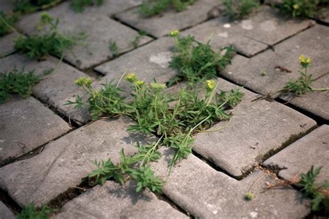 Unkraut In Pflastersteinen Entfernen 5 Effektive Methoden Gartenwissen24