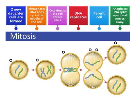 Mitosis - Labelled diagram