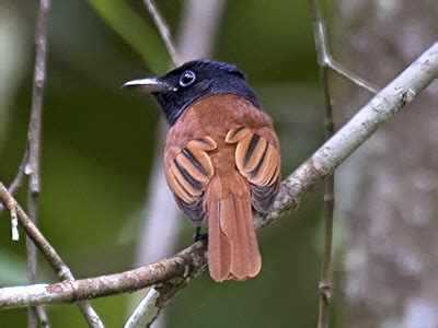 Paradise Flycatchers Of Se Asia