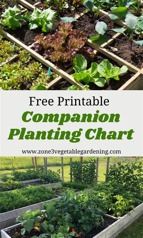 Free Printable Companion Planting Chart Artofit