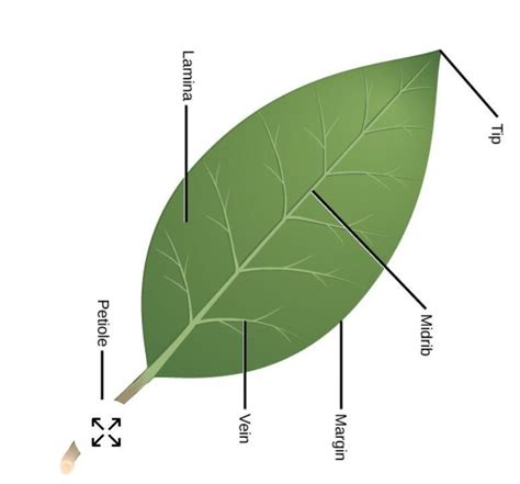 Label The Diagram Of Leaf