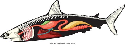 Internal Anatomy Shark Illustration Stock Vector Royalty Free