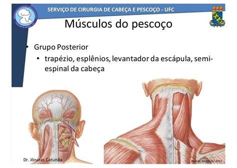 Anatomia De Cabeça E Pescoço Dr Jônatas Catunda