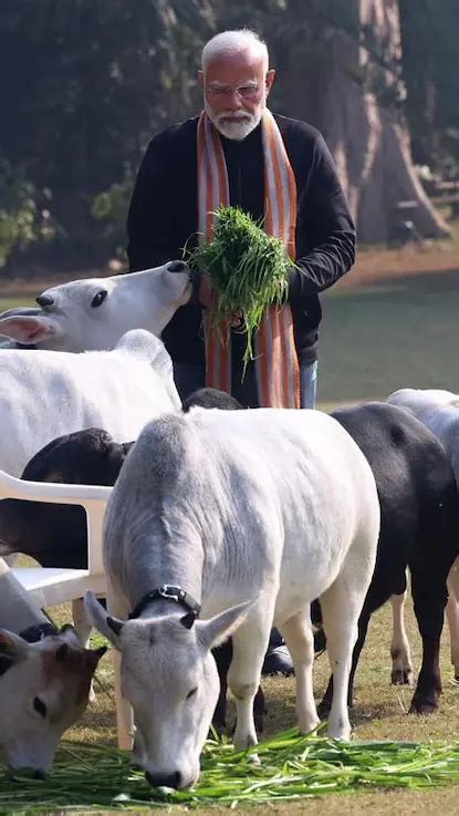 Pm Modi Feeds Cows On Makar Sankranti