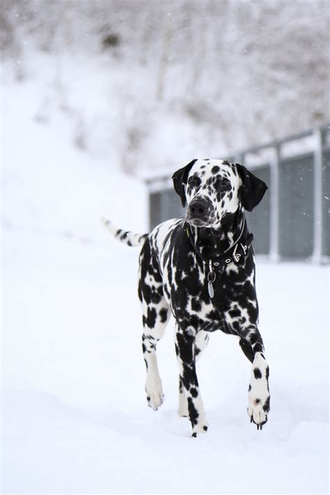 Fleckentier Im Schnee Januar 2017 Canon EOS 6D EF 24 105mm Flickr